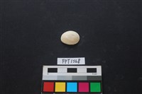 藏品(貝殼)的圖片