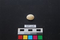 藏品(貝殼)的圖片