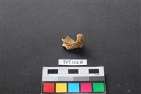 藏品(哺乳類動物骨)的圖片