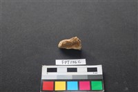 藏品(哺乳類動物骨)的圖片