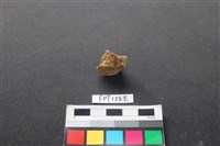 藏品(哺乳類動物骨)的圖片