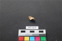 藏品(哺乳類動物骨)的圖片