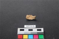 藏品(哺乳類動物骨)的圖片