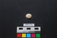 藏品(貝殼)的圖片