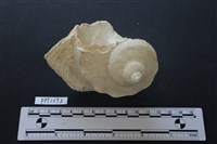 藏品(貝殼)的圖片