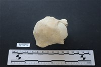 藏品(貝殼)的圖片