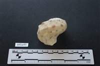 藏品(貝殼)的圖片