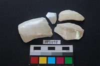 藏品(貝殼)的圖片