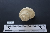 藏品(貝殼)的圖片