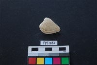 藏品(貝殼)的圖片