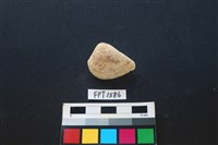 藏品(貝殼)的圖片