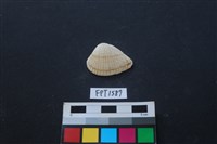 藏品(貝殼)的圖片