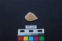 藏品(貝殼)的圖片