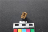 藏品(鹿骨)的圖片