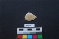 藏品(貝殼)的圖片