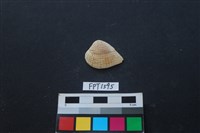 藏品(貝殼)的圖片