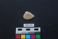 藏品(貝殼)的圖片