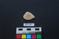 藏品(貝殼)的圖片