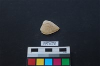 藏品(貝殼)的圖片