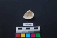 藏品(貝殼)的圖片