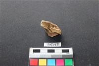 藏品(鹿骨)的圖片