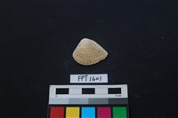 藏品(貝殼)的圖片