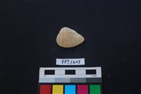 藏品(貝殼)的圖片