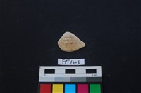 藏品(貝殼)的圖片