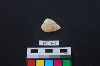 藏品(貝殼)的圖片