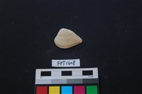 藏品(貝殼)的圖片