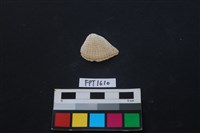 藏品(貝殼)的圖片