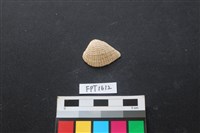 藏品(貝殼)的圖片