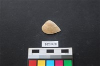 藏品(貝殼)的圖片