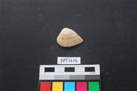 藏品(貝殼)的圖片