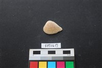 藏品(貝殼)的圖片