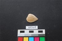 藏品(貝殼)的圖片