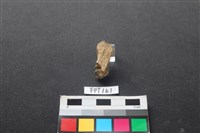 藏品(狗骨)的圖片