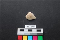 藏品(貝殼)的圖片