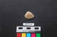 藏品(貝殼)的圖片