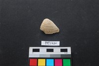 藏品(貝殼)的圖片