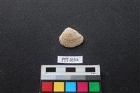 藏品(貝殼)的圖片