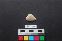 藏品(貝殼)的圖片