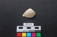 藏品(貝殼)的圖片