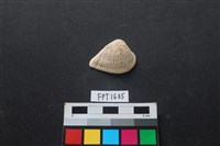 藏品(貝殼)的圖片