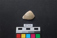 藏品(貝殼)的圖片