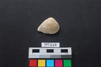 藏品(貝殼)的圖片