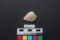 藏品(貝殼)的圖片