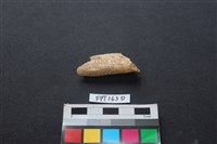 藏品(偶蹄類動物骨)的圖片