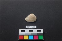 藏品(貝殼)的圖片