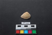 藏品(貝殼)的圖片